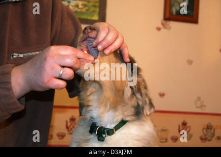 Geben Sie ein Wurmmittel für einem Hund Australian Shepherd Welpen Stockfoto