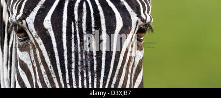 Extreme Nahaufnahme einer Burchell Zebra (Equus Burchellii), grüner Hintergrund, Raum nach rechts (auch bekannt als Plains Zebra). Stockfoto