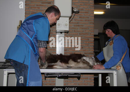 Ein Border-Collie Hund erhält ein Röntgenbild von einem Tierarzt Stockfoto