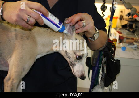 Der Tierarzt verwaltet Tropfen in den Ohren eines Hundes Whippet Stockfoto