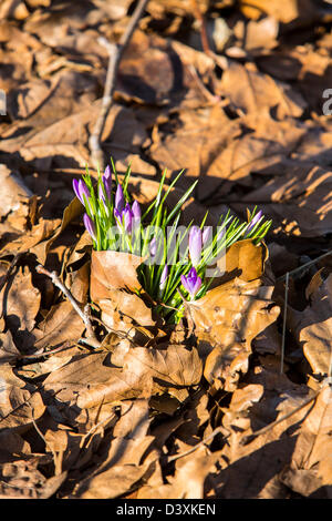 Frühling, machen Violette Krokusse ihren Weg durch alte Laub in einem Garten. Stockfoto