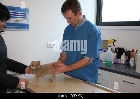 Der Tierarzt untersuchen einen Chihuahua Hund Stockfoto