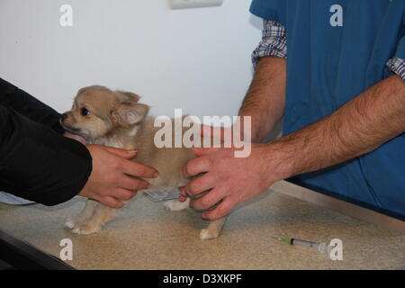 Der Tierarzt untersuchen einen Chihuahua Hund Stockfoto