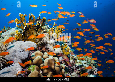 Lyretail Anthias am Korallenriff, Pseudanthias Squamipinnisp., Elphinstone Reef, Rotes Meer, Ägypten Stockfoto