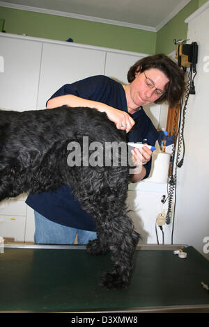 Tierarzt unter Temperatur zu einem Hund Riesenschnauzer / Riesenschnauzer Stockfoto