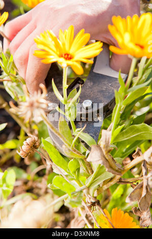 Nahaufnahme der Hand trimmen Pflanzen im Garten mit einer Schere Stockfoto