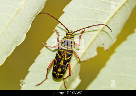 Megacyllene Robiniae (Heuschrecke Borer) im Morgenlicht auf grünem Hintergrund isoliert. Stockfoto