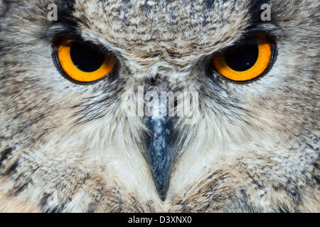 Europäischen Uhu, Bubo Bubo, Bayern, Deutschland Stockfoto