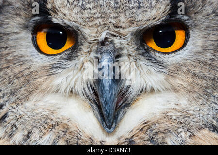 Europäischen Uhu, Bubo Bubo, Bayern, Deutschland Stockfoto