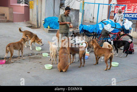 Inder füttern streunende Hunde in einem indischen Straße. Puttaparthi, Andhra Pradesh, Indien Stockfoto