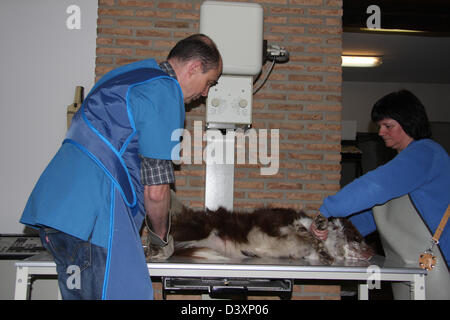 Ein Border-Collie Hund erhält ein Röntgenbild von einem Tierarzt Stockfoto