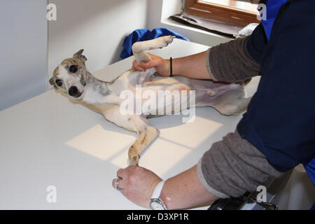 Ein Whippet Hund erhält ein Röntgenbild von einem Tierarzt Stockfoto