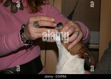 Eine Frau gibt ein Medikament mit einem Jack Russel Terrier Rüden (im Mund) Stockfoto