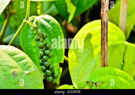 Frischen Piper Nigrum auf seinem Baum Stockfoto