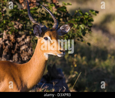 Männlichen Impala (Aepyceros Melampus) im goldenen Abendlicht, Nxai Pan, Botswana Stockfoto