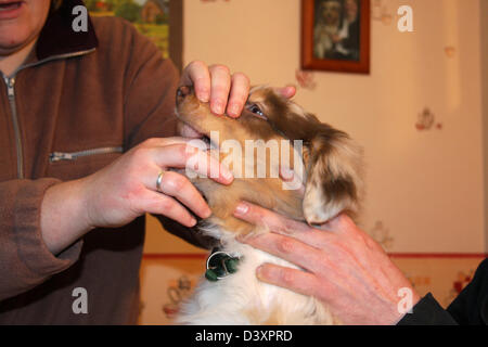 Geben Sie ein Wurmmittel für einem Hund Australian Shepherd Welpen Stockfoto