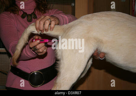 Tierarzt unter Temperatur zu einem Hund Golden Retriever Stockfoto