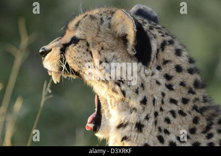 Fotos von Afrika Gepard Kopf abgewandten Kamera Mund öffnen Stockfoto