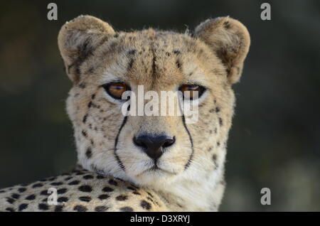 Fotos von Afrika, Gepard Kopf mit Blick direkt in die Kamera Stockfoto