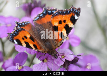 Nahaufnahme von kleiner Fuchs-Aglais Urticae auf der Suche nach Nektar auf violetten Pflanze. Stockfoto