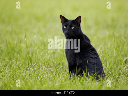 Schwarze Katze sitzt auf Wiese Stockfoto