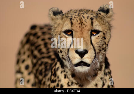 Fotos von Afrika, Gepard Kopf gerichtete Kamera Stockfoto