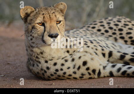 Fotos von Afrika, Gepard Kopf abgewandten Kamera und Verlegung Stockfoto