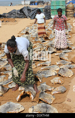 Sri Lankan Frauen auslegen Fisch zum Trocknen in Negombo Fischmarkt Stockfoto