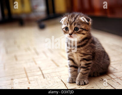 Neugierig gestreiften scottish Fold Kätzchen Stockfoto