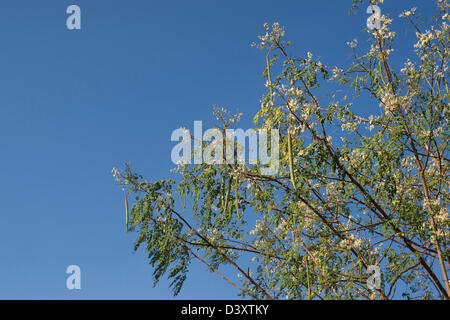 Moringa Oleifera, Schoten Drumstick Tree mit Samen Blüte vor blauem Himmel. Indien Stockfoto