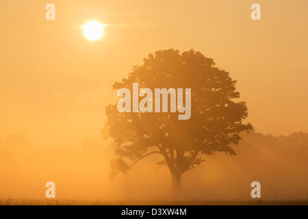 Eichenbaum bei Sonnenaufgang mit Morgennebel, der durch die Äste strömt. Stockfoto