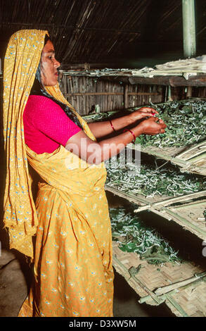 Frau, Fütterung Seidenraupen mit Mulberry fährt um eine Dorf-Frauen-Kooperation. Shiapur, Bangladesch Stockfoto