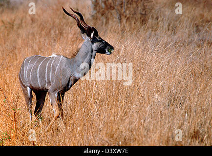 Lesser Kudu, Tsavo-Nationalpark, Kenia, Ostafrika. Stockfoto