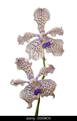 Vanda tricolor Orchidee ausgeschnitten Stockfoto