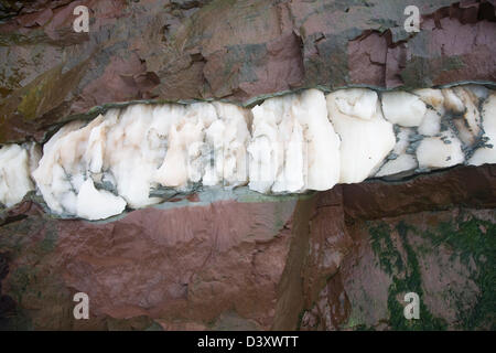 Adern von Gips im unteren Lias Felsen Watchet, Somerset, England Stockfoto