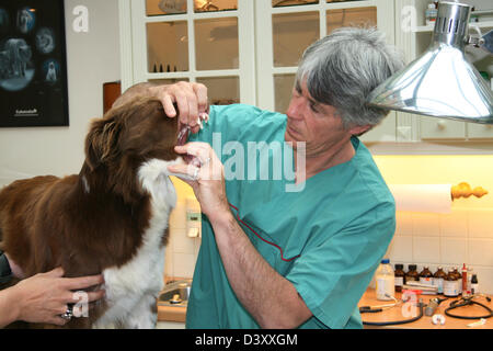 Border-Collie Hund / Tierarzt untersucht im Mund Stockfoto