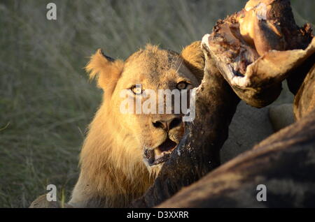 Fotos von Afrika, männlicher Löwe Giraffe Kadaver fressen Stockfoto