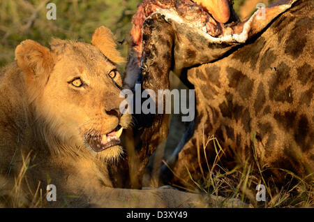 Fotos von Afrika, männlicher Löwe Giraffe Kadaver fressen Stockfoto