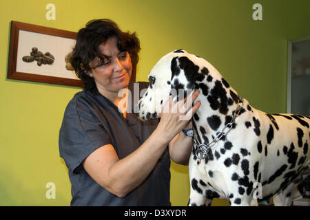 Hund Dalmatiner / tierärztliche Untersuchung Stockfoto