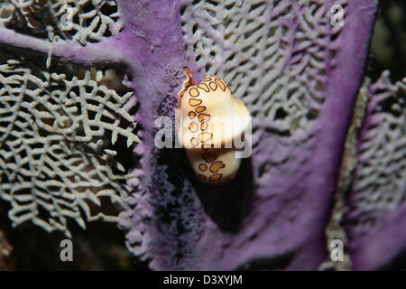 Nacktschnecke auf coral Stockfoto