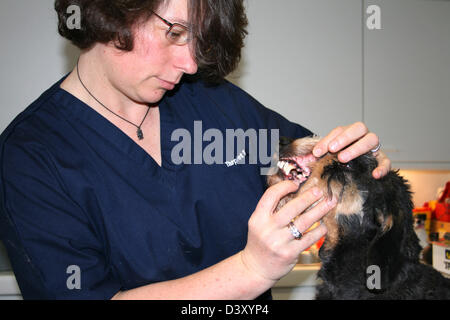 Hund Dackel / Tierarzt untersucht die Zähne Stockfoto