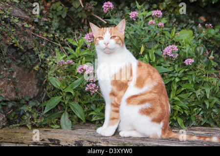 Ingwer und weißer Tabby Katze sitzt auf einer Bank durch einige Blumen in einem Garten in England UK Großbritannien Stockfoto