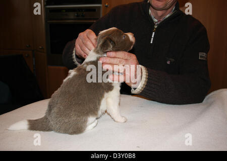 Border-Collie Hund / Veterinär untersucht ein Welpe Stockfoto