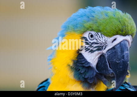 Ein schönes Portrait von einem blau-gelbe Ara Stockfoto