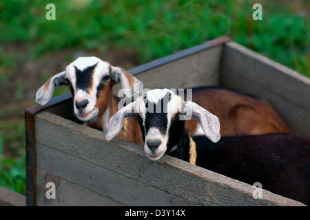 Zwei junge Hausziegen in einer Holzkiste, Blick in die Kamera Stockfoto