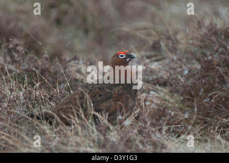 Moorschneehuhn (Lagopus Lagopus) im Schnee Stockfoto