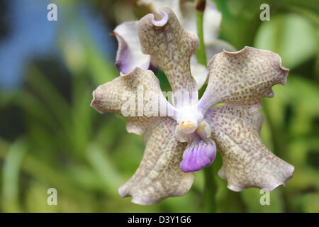 Vanda Orchidee Stockfoto