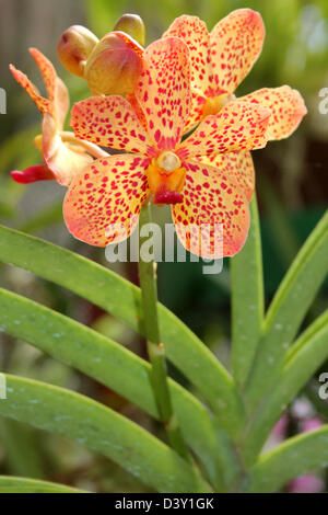 Orange Orchidee mit roten Flecken im Orchideenhaus von Peradeniya Botanical Gardens, Kandy, Sri Lanka Stockfoto