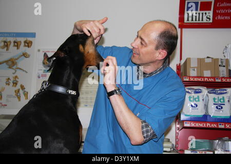 Hund Dobermann / Tierarzt untersucht im Mund Stockfoto