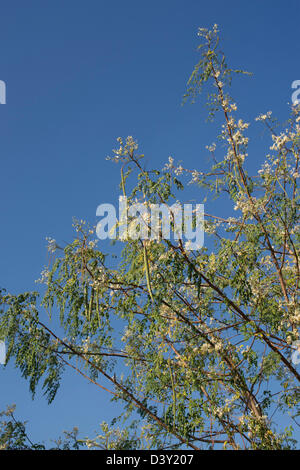 Moringa Oleifera, Drumstick Tree Blüte vor blauem Himmel. Indien Stockfoto